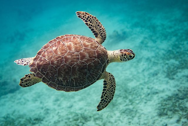 Microsoft hopes its ‘Planetary Computer’ will preserve biodiversity